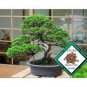 20 PCS Seeds Potted Pine Tree Seeds Pinus Thunbergii Podocarpus macrophyllus