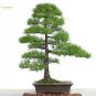 20 PCS Seeds Potted Pine Tree Seeds Pinus Thunbergii Podocarpus macrophyllus
