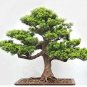 20 PCS Seeds Potted Pine Tree Seeds Pinus Thunbergii Podocarpus macrophyllus