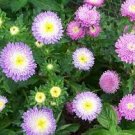 30 PCS Seeds POWDER PUFF ASTER MIX Callistephus Chinensis Flower