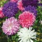30 PCS Seeds POWDER PUFF ASTER MIX Callistephus Chinensis Flower