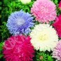 30 PCS Seeds POWDER PUFF ASTER MIX Callistephus Chinensis Flower