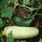 20 PCS Seeds Practical NEW Seeds Cucumber Bilyy Anhel-White Angel Organic Vegetable