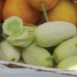 20 PCS Seeds Practical NEW Seeds Cucumber Bilyy Anhel-White Angel Organic Vegetable
