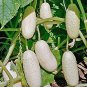 20 PCS Seeds Practical NEW Seeds Cucumber Bilyy Anhel-White Angel Organic Vegetable