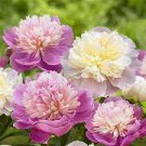 10 PCS Seeds Precious China Peony Flower Bonsai Potted Flowers Bonsai 10 PCS Seeds Precious China Peony Flower Bonsai Potted Flowers Bonsai