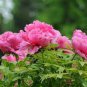 10 PCS Seeds Precious China Peony Flower Bonsai Potted Flowers Bonsai