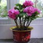 10 PCS Seeds Precious China Peony Flower Bonsai Potted Flowers Bonsai