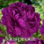 10 PCS Seeds Precious China Peony Flower Bonsai Potted Flowers Bonsai