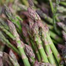 20 PCS Seeds Precoce D'Argenteuil Asparagus 20 PCS Seeds Precoce D'Argenteuil Asparagus