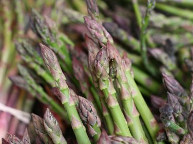 20 PCS Seeds Precoce D'Argenteuil Asparagus