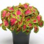 20 PCS Seeds Premium Sun Coleus Herbs