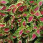 20 PCS Seeds Premium Sun Coleus Herbs