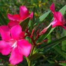 2 PCS Seeds Pretty Girl' Adenium Desert Rose 2 PCS Seeds Pretty Girl' Adenium Desert Rose