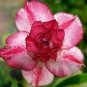 2 PCS Seeds Pretty Girl' Adenium Desert Rose