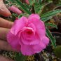 2 PCS Seeds Pretty Girl' Adenium Desert Rose