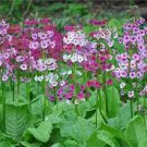 5 PCS Seeds Primrose Petasites Japonicus Giganteus Dinosaur 5 PCS Seeds Primrose Petasites Japonicus Giganteus Dinosaur