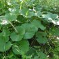 5 PCS Seeds Primrose Petasites Japonicus Giganteus Dinosaur