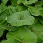 5 PCS Seeds Primrose Petasites Japonicus Giganteus Dinosaur