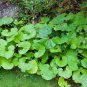 5 PCS Seeds Primrose Petasites Japonicus Giganteus Dinosaur