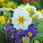 100 PCS Seeds Primrose Primula