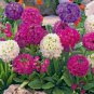 100 PCS Seeds Primrose Primula