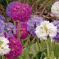 100 PCS Seeds Primrose Primula