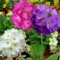 100 PCS Seeds Primrose Primula