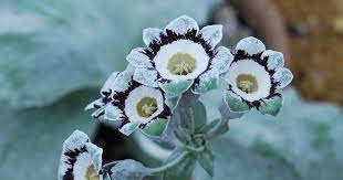 15 PCS Seeds Primula Auricula Handsome Lass