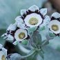 15 PCS Seeds Primula Auricula Handsome Lass