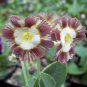 15 PCS Seeds Primula Auricula Handsome Lass