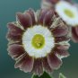15 PCS Seeds Primula Auricula Handsome Lass