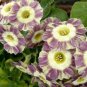 15 PCS Seeds Primula Auricula Handsome Lass