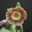 15 PCS Seeds Primula Auricula Miss Teak Flower