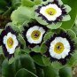 15 PCS Seeds Primula Auricula Miss Teak Flower