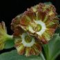 15 PCS Seeds Primula Auricula Miss Teak Flower