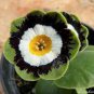 15 PCS Seeds Primula Auricula Psyche