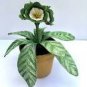 15 PCS Seeds Primula Auricula Psyche