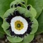 15 PCS Seeds Primula Auricula Psyche