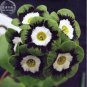 15 PCS Seeds Primula Auricula Psyche
