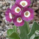 15 PCS Seeds Primula Auricula Taffeta