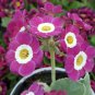15 PCS Seeds Primula Auricula Taffeta