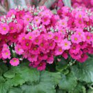 10 PCS Seeds Primula sieboldii genuina Skvortsov Primula patens