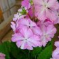 10 PCS Seeds Primula sieboldii genuina Skvortsov Primula patens