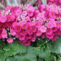 10 PCS Seeds Primula sieboldii genuina Skvortsov Primula patens