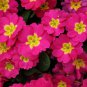 10 PCS Seeds Primula sieboldii genuina Skvortsov Primula patens
