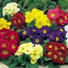 30 PCS Seeds Primula Vulgaris Mix Common Primrose Flower