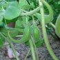 3 PCS Seeds Proboscidea Louisianica