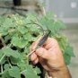 3 PCS Seeds Proboscidea Louisianica