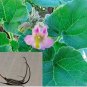 3 PCS Seeds Proboscidea Louisianica